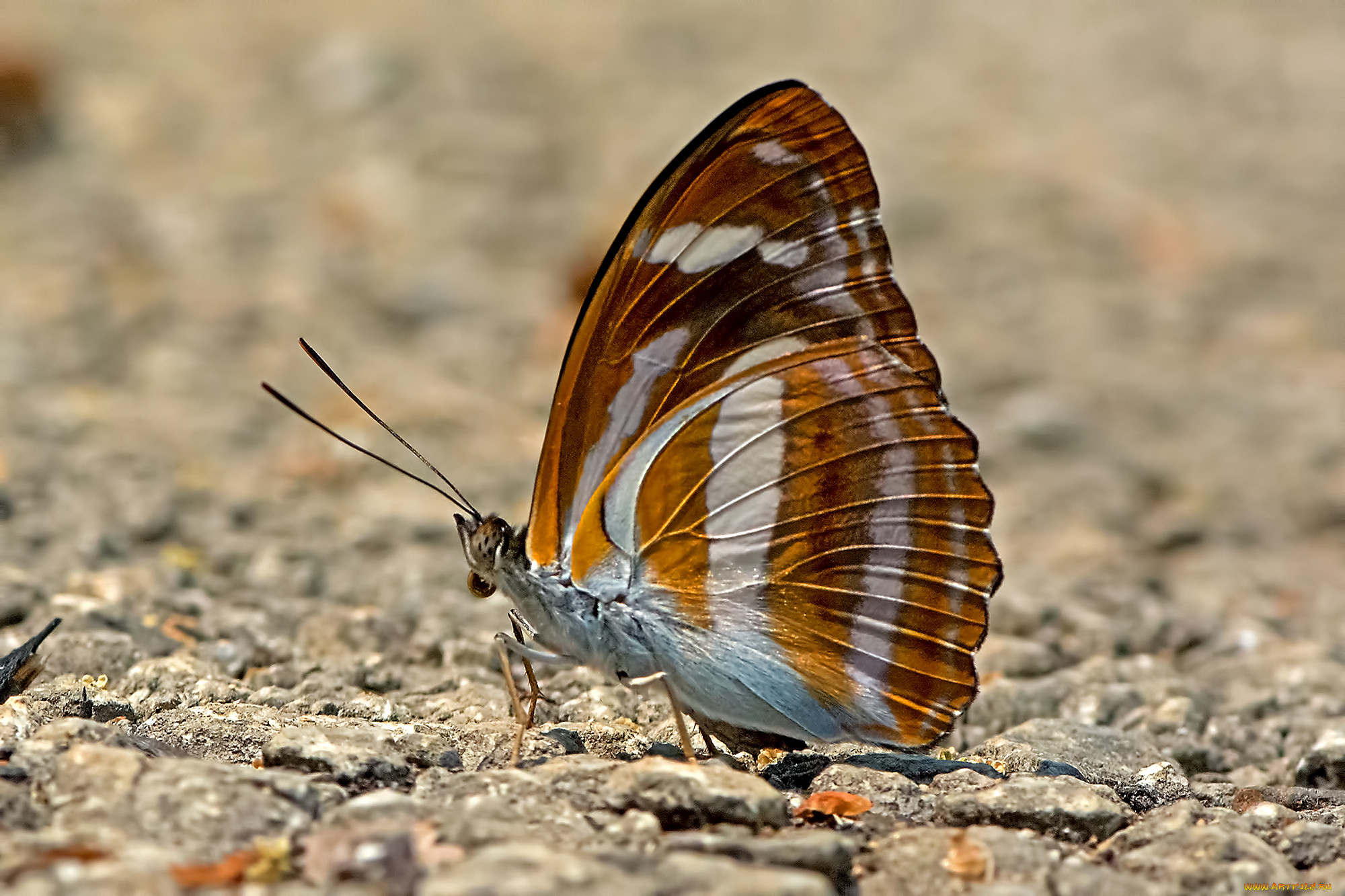 athyma cama - orange staff sergeant, , ,  ,  , 